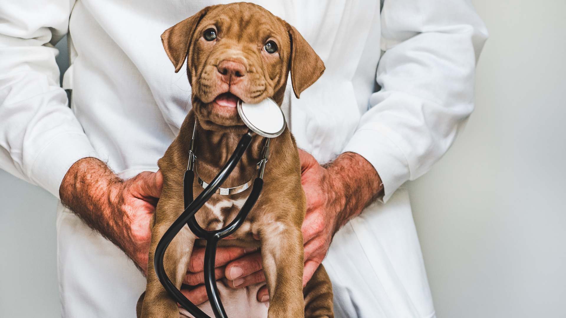 Fosfatasa Alcalina Alta en Perros: Causas, Síntomas y Tratamiento | Cacttus